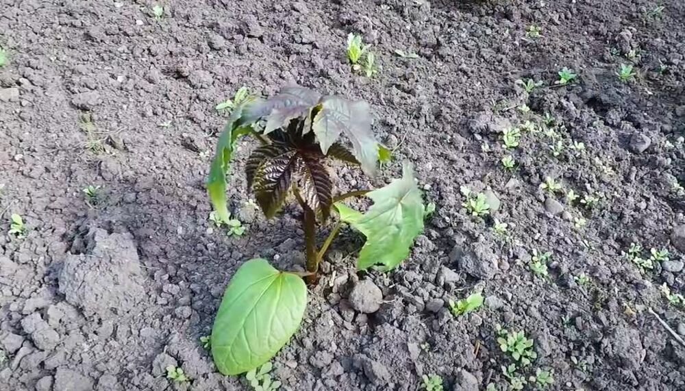 Otrovna bašta, Bašta, Biljka, Biljke