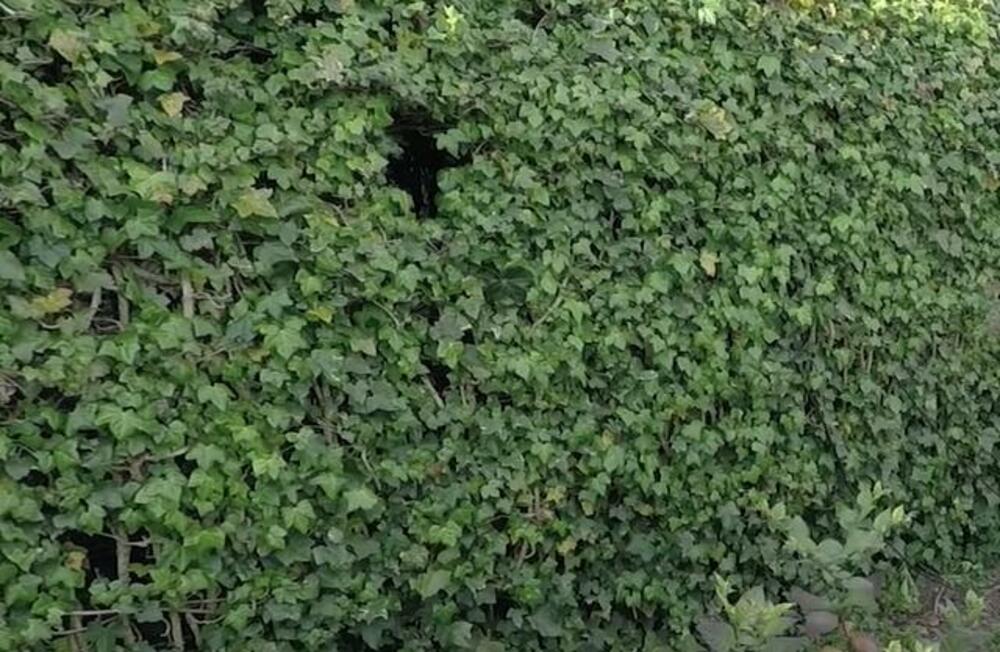 Otrovna bašta, Bašta, Biljka, Biljke