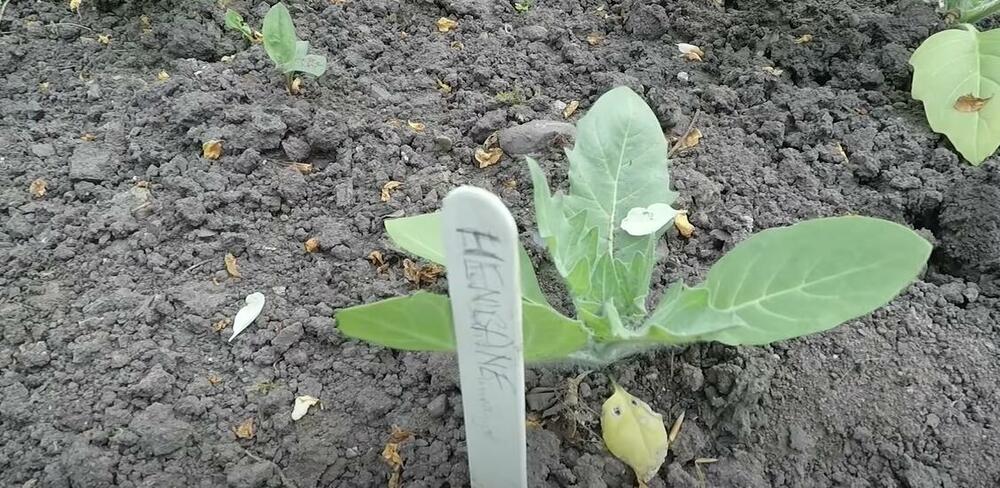 Otrovna bašta, Bašta, Biljka, Biljke