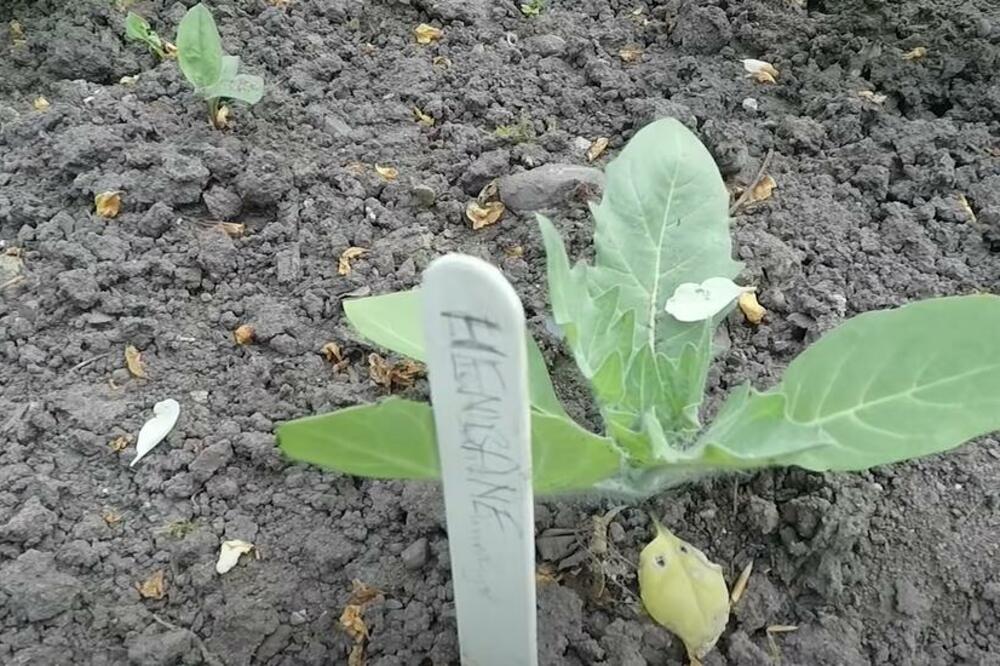 ZABODITE OVO U ZEMLJU I SVE ŠTETOČINE ĆE NESTATI IZ DVORIŠTA I SA BILJAKA: Bićete u čudu (VIDEO)