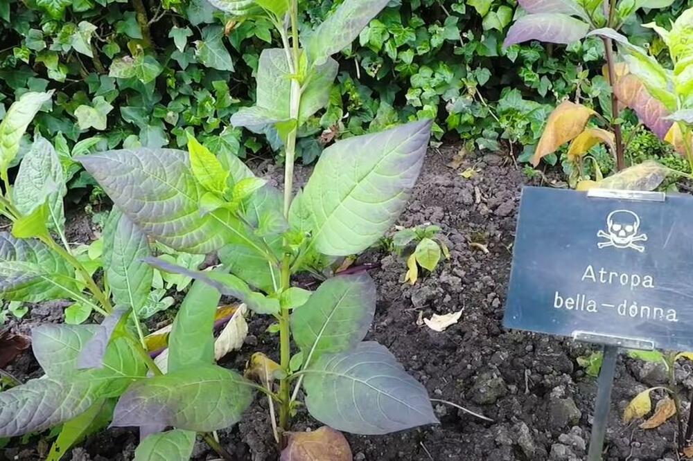 OD OVE PRIHRANE ZA SOBNE BILJKE, ONE BUJAJU KAO LUDE: Stavite u ZEMLJU i bićete NEMI kad vidite KOLIKO MOGU PORASTI