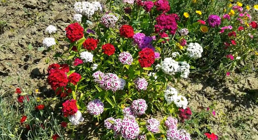 Turski karanfil, Cveće