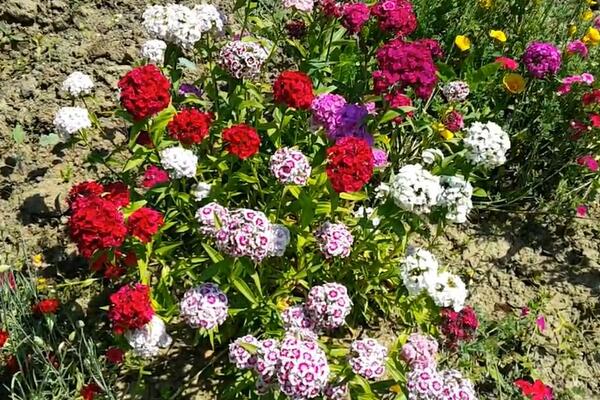 OVO JE NAJBOLJA ORGANSKA PRIHRANA ZA BILJKE: Cveće će rasti KAO LUDO uz samo 2 SASTOJKA