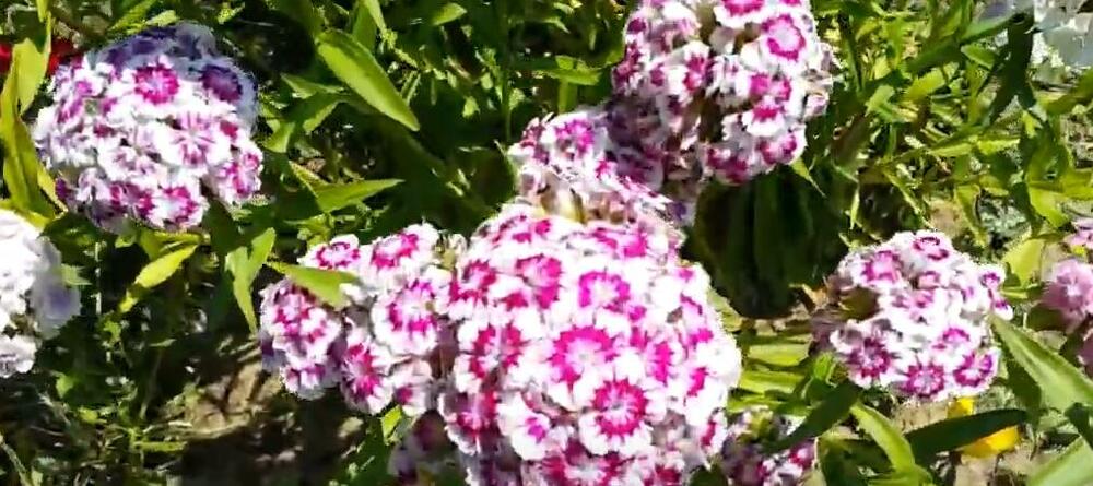 Turski karanfil, Cveće