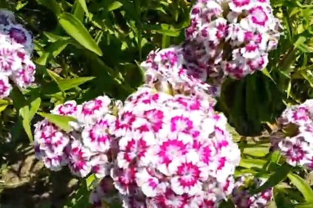 OVO SVEĆE SADA IMA SVAKA KUĆA U SRBIJI, A EVO TRIKA KAKO DA BUJNO CVETA: Veoma je vašno u ČEMU IH SADITE