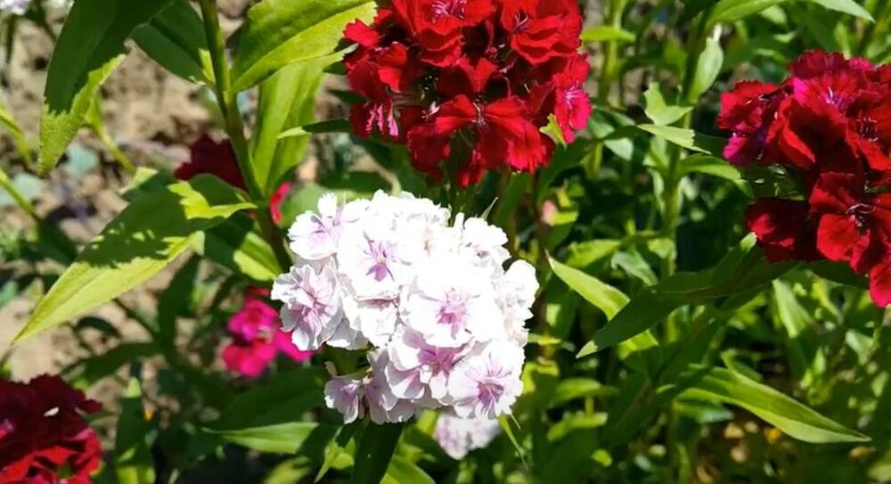 Turski karanfil, Cveće