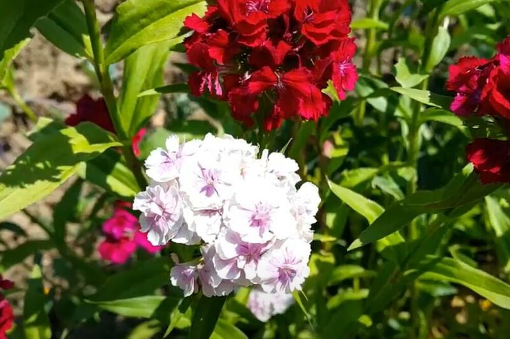 STARI RECEPT ZA DOMAĆE ĐUBRIVO OD KOJEG BILJKE BUJAJU: Samo prelijte CVEĆE sa OVIM, nema BOLJE PRIHRANE