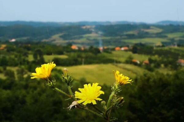 ZAHVALJUJUĆI JEDNOJ VOĆKI OVA SRPSKA VAROŠ DOBILA JE SVETSKU SLAVU: Bila je odsečena od sveta, A SAD BI SVI TAMO
