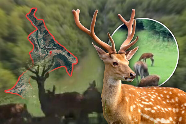 JELENI SE VRATILI U OVAJ DEO SRBIJE: Predivan prizor, kao svoji na svome! (FOTO)