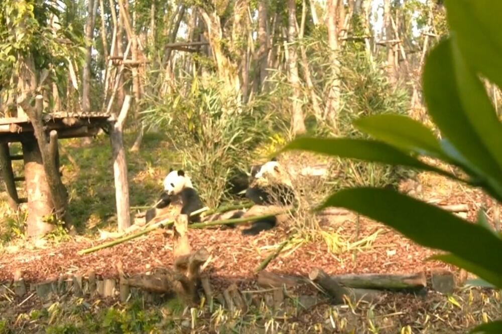 Džinovske pande jele bambus još pre 6 miliona godina?