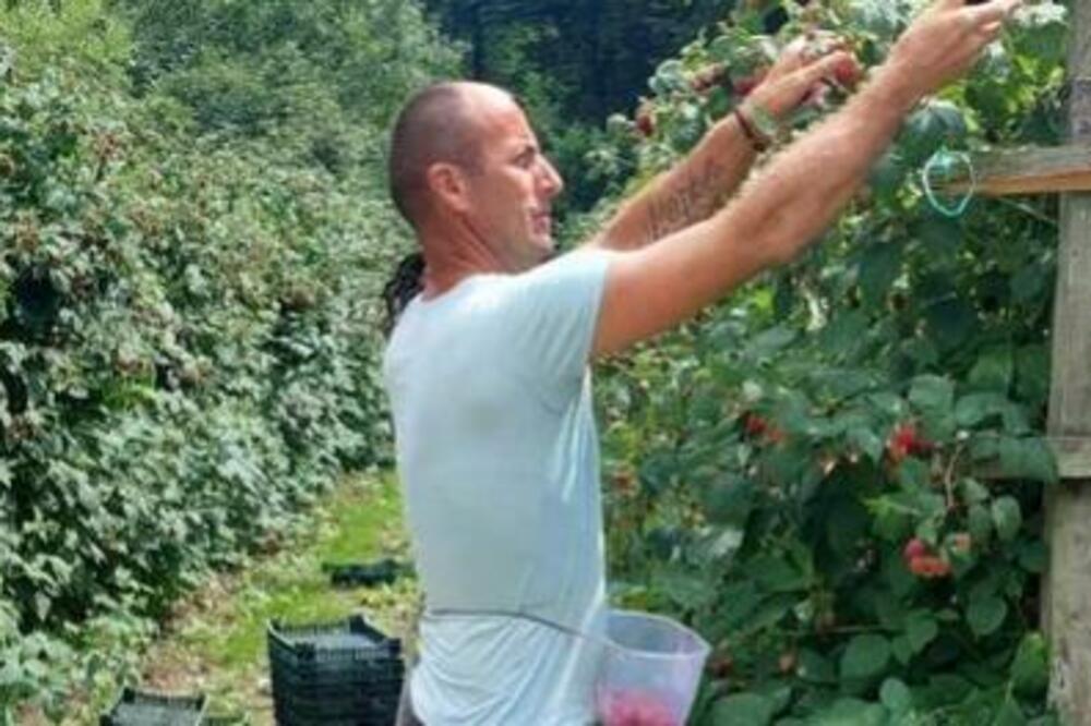 PERICA JE REKORDER U BRANJU MALINA: Da vidite samo koliko je nabrao za dan, SVAKA ČAST, MAJSTORE! (FOTO)