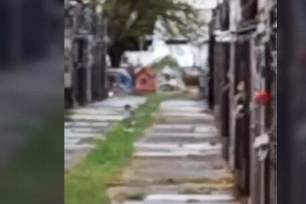 SNIMILA NEŠTO JEZIVO NA GROBLJU, GLEDAJU I TVRDE DA JE MRTVO: Da se čovek potpuno naježi (VIDEO)