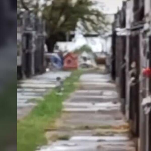 SNIMILA NEŠTO JEZIVO NA GROBLJU, GLEDAJU I TVRDE DA JE MRTVO: Da se čovek potpuno naježi (VIDEO)