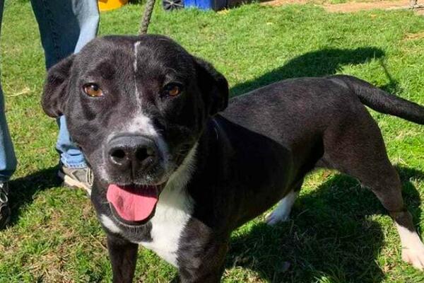 PRETERANO GRLJENJE ILI GLEDANJE U OČI MOŽE BITI PROBLEM: 5 stvari koji psi ne podnose da im radite!