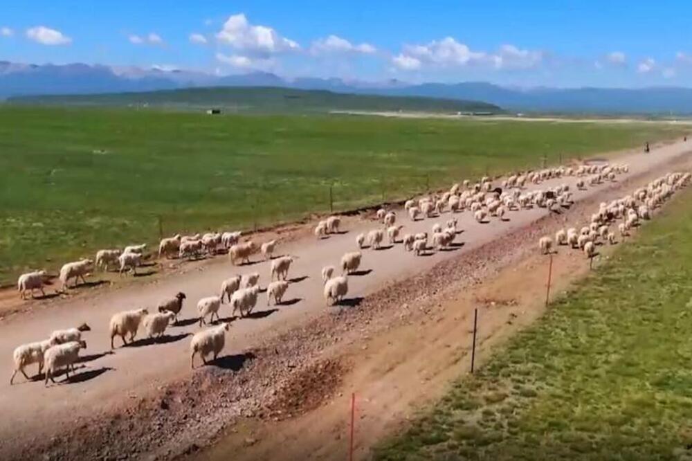 Sezona preseljavanja stoke u Ćinghaiju