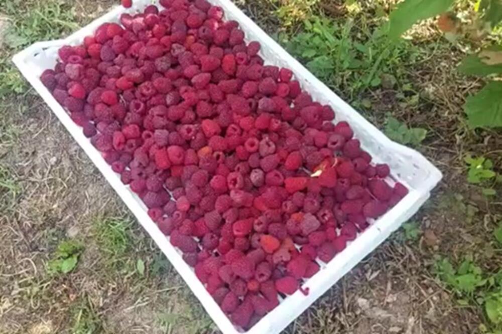 EVO KOLIKO KOŠTAJU BOROVNICE, A KOLIKO MALINE NA DOMAĆIM TEZGAMA: Da li vam je skupo?