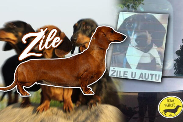 OVO JE NAJSLAĐA SLIKA DANA: "Žile u autu", i to sa odelcetom! IZMAMIĆE VAM OSMEH! (FOTO)