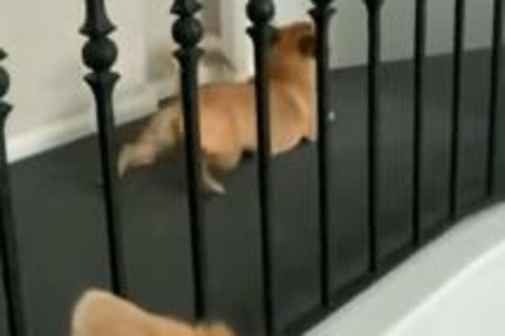 PRASNUĆETE U SMEH OD IMITACIJE: Definitivno je zaslužio titulu najblesavijeg psa (VIDEO)