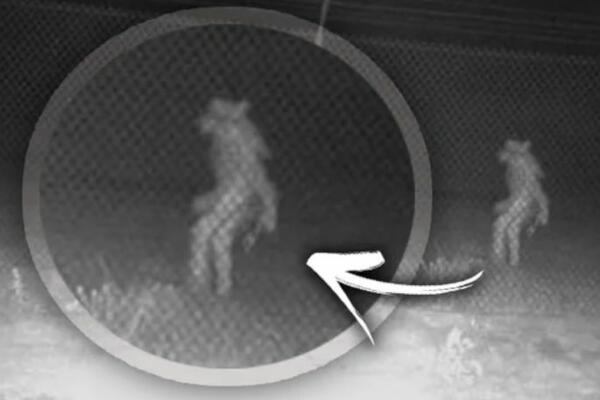 MISTERIOZNO BIĆE U ZOO VRTU, POJAVILO SE TOKOM NOĆI: Ljudi trljaju oči i NE VERUJU, šta je ovo?! (FOTO)