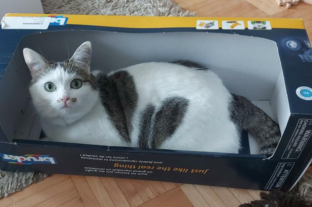 "ĆAO, JA SAM FRIDA I NESTALA SAM, VRATITE ME VLASNICI": Ko nađe MACU, sledi mu NAGRADA! (FOTO)