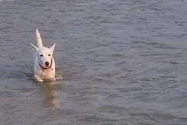 FOTOGRAFIJA KOJA ĆE VAS NASMEJATI DO SUZA: Tri kučeta u borbi sa TALASIMA, ovu GRIMASU morate VIDETI! (FOTO)