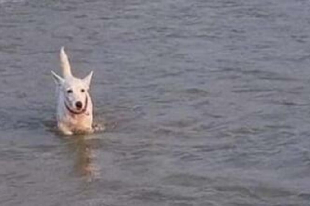 FOTOGRAFIJA KOJA ĆE VAS NASMEJATI DO SUZA: Tri kučeta u borbi sa TALASIMA, ovu GRIMASU morate VIDETI! (FOTO)