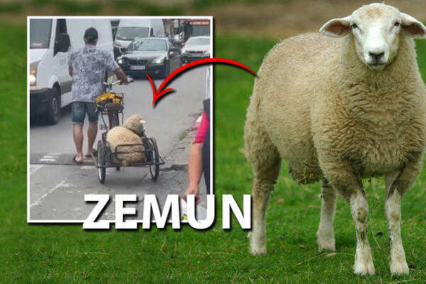 OVCA U ZEMUNU PA JOŠ I NA TRICIKLU? Zvuči čudno, ali kod Srba je sve MOGUĆE (VIDEO)