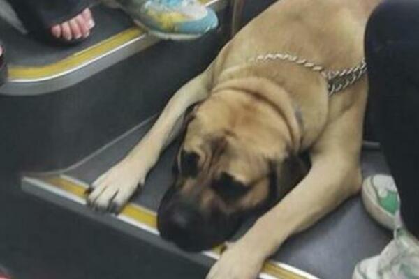 EVO KAKO DA NATERATE PSA DA SMRŠA: Vlasnici se bore, a postoji samo 1 REŠENJE