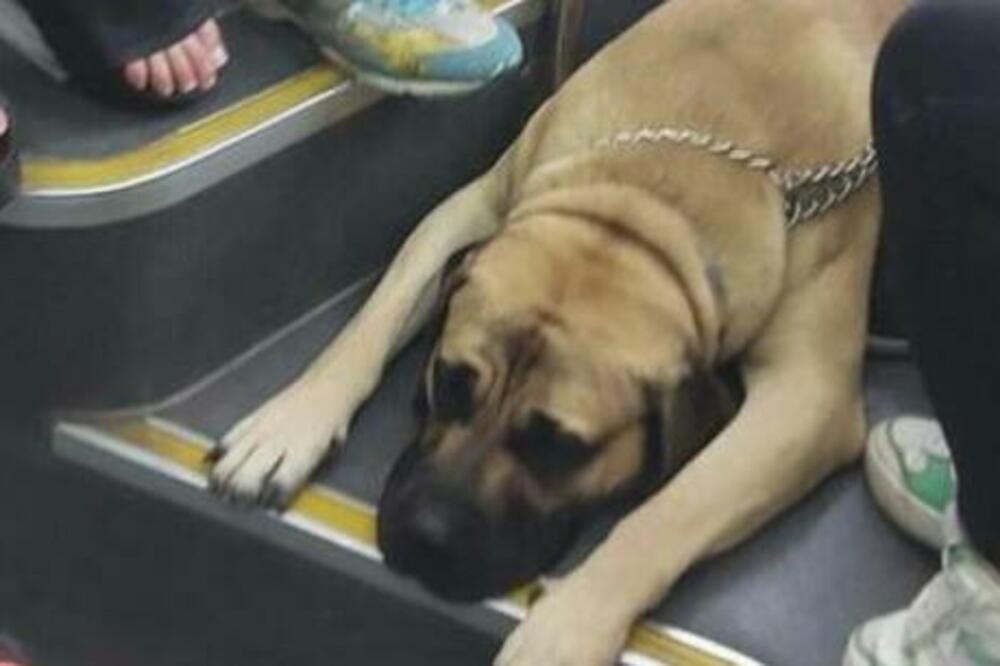 SLIKA DANA IZ ČUVENE PEDESETICE: Opružio se kao u ROĐENOJ KUĆI! (FOTO)