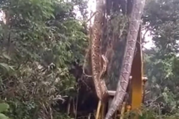 RADNICI NAIŠLI NA DŽINOVSKU ZMIJU U ŠUMI: Podigli je bagerom – svi u ŠOKU, pogledajte samo OVO! (VIDEO)