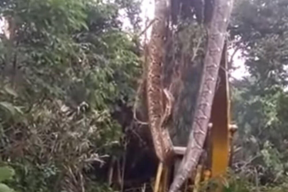 RADNICI NAIŠLI NA DŽINOVSKU ZMIJU U ŠUMI: Podigli je bagerom – svi u ŠOKU, pogledajte samo OVO! (VIDEO)