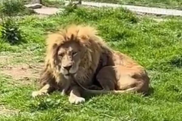 STRAVIČNI PRIZORI IZ ZOO VRTA: Životinje u KATASTROFALNOM stanju, gladni lavovi od NEMOĆI PROŽDIRU SAMI SEBE! VIDEO