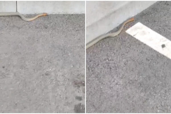 ZMIJA USNIMLJENA NASRED NOVOG BEOGRADA: Ima NARANDŽASTU GLAVU i VEOMA BRZO SE KREĆE! (VIDEO)