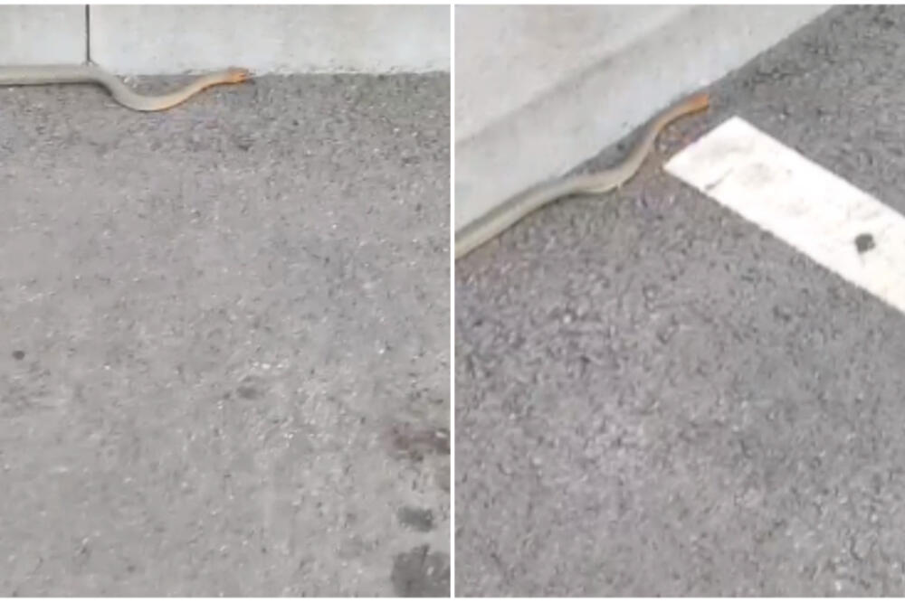 ZMIJA USNIMLJENA NASRED NOVOG BEOGRADA: Ima NARANDŽASTU GLAVU i VEOMA BRZO SE KREĆE! (VIDEO)