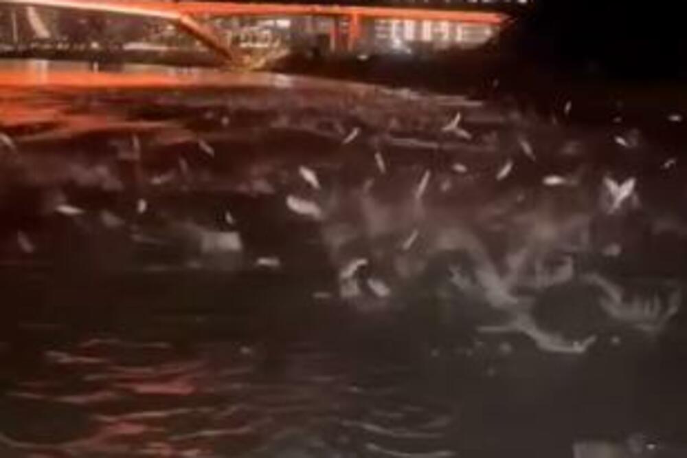 NESVAKIDAŠNJI PRIZOR NA SAVI: Ribe izlazile i vraćale se u vodu, sve liči na PREDIVAN PLES! (VIDEO)