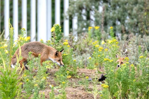 U SRBIJI SE POJAVIO OPASAN LISIČJI PARAZIT: Može da izazove TEŠKU BOLEST, lekari savetuju kako DA IZBEGNETE RIZIK!