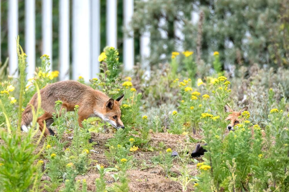 U SRBIJI SE POJAVIO OPASAN LISIČJI PARAZIT: Može da izazove TEŠKU BOLEST, lekari savetuju kako DA IZBEGNETE RIZIK!