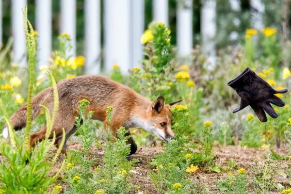 NAJLEPŠI PRIZOR KOJI ĆETE VIDETI: Mladunče LISICE se igra sa RUKAVICOM kao da sutra ne postoji, ČISTA DUŠA (FOTO)