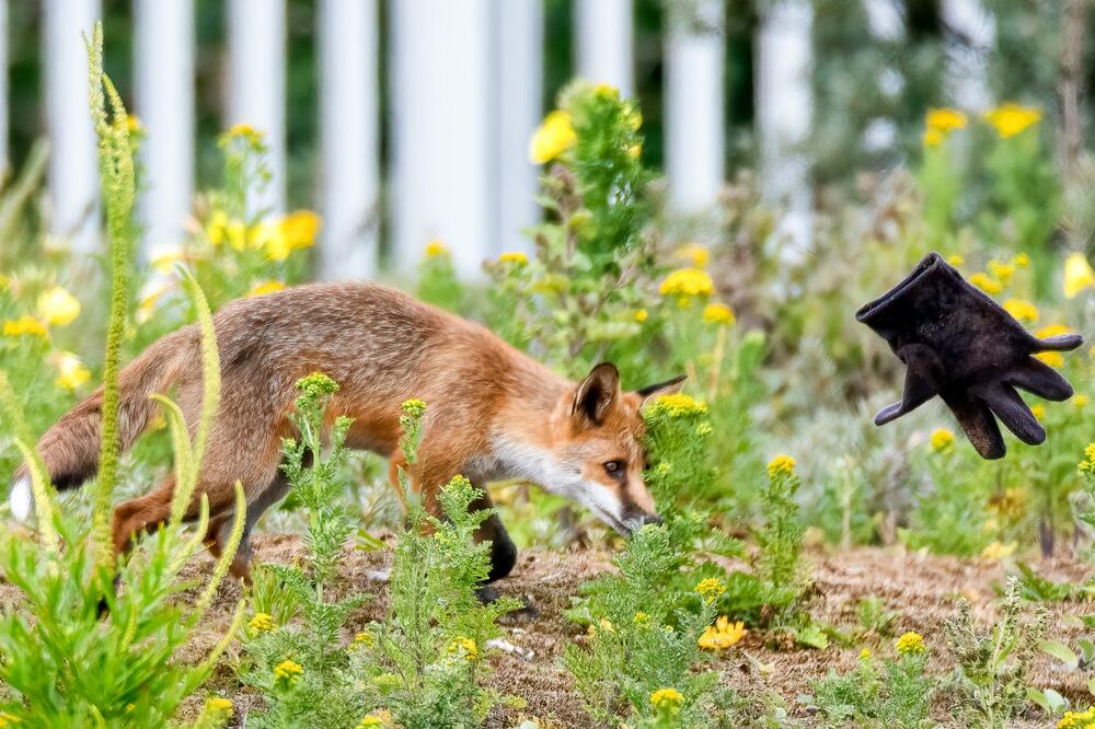 NAJLEPŠI PRIZOR KOJI ĆETE VIDETI: Mladunče LISICE se igra sa RUKAVICOM kao da sutra ne postoji, ČISTA DUŠA (FOTO)
