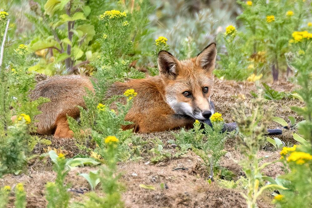 U ovom srpskom gradu usnimljena lisica: Pogledajte samo šta ona radi nasred ulice (VIDEO)