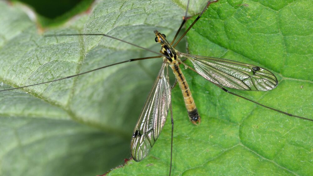 Komarac, Ujed, Svrab