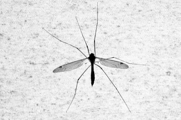 E, OVO JE STVARNO ORIGINALAN RECEPT: Napravite sami SREDSTVO protiv KOMARACA i bežaće OD VAS