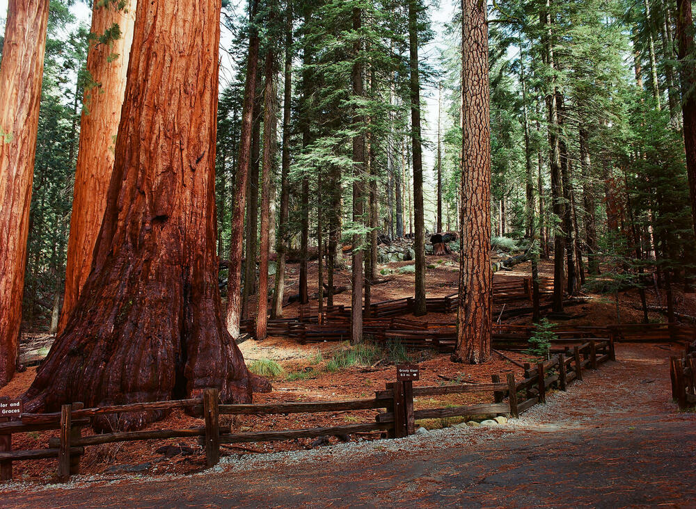 Sekvoja, Drvo, Stablo