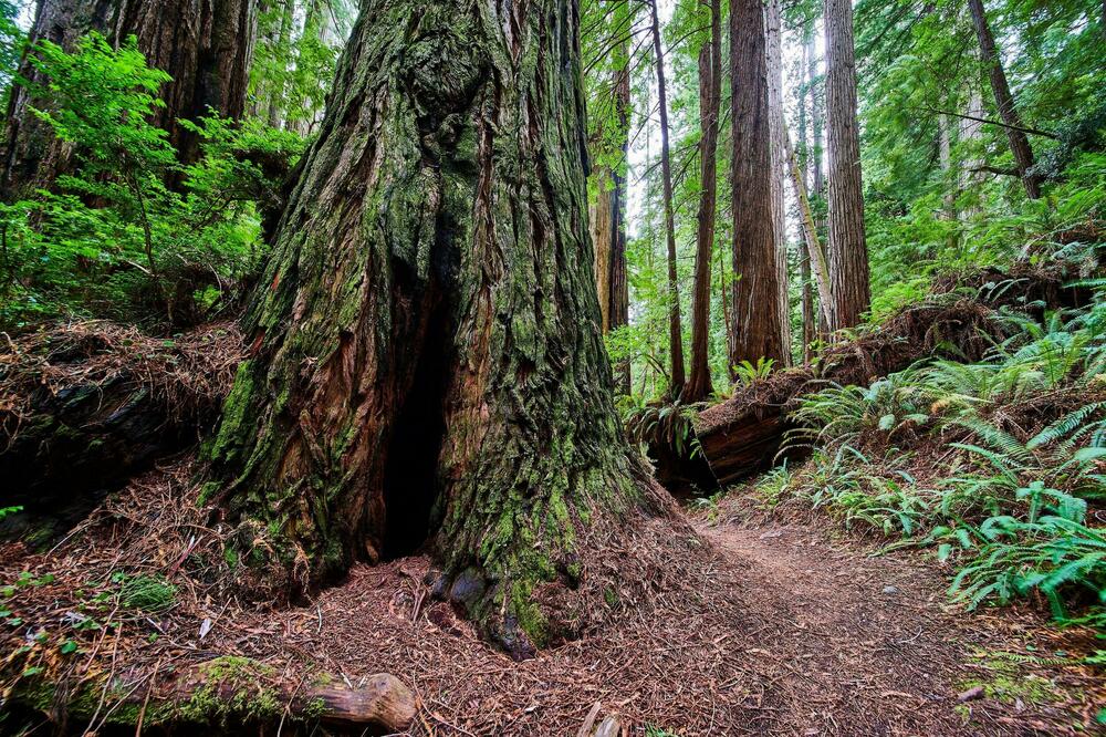 SVAKA KUĆA MORA DA IMA BAREM JEDAN KOMAD OVOG DRVETA: Veruje se da IMA NEVEROVATNU MOĆ i donosi sreću
