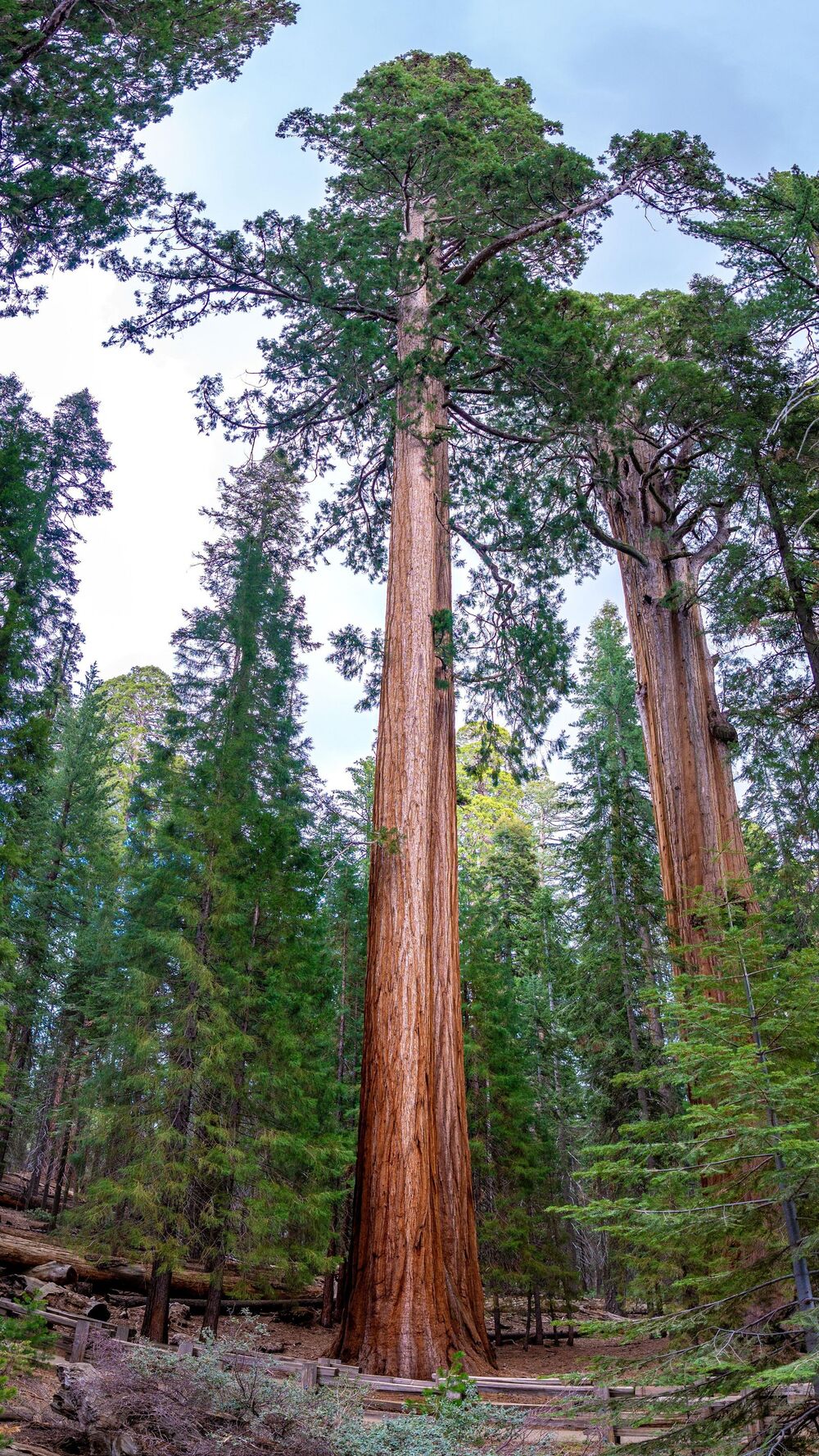 Sekvoja, Drvo, Stablo