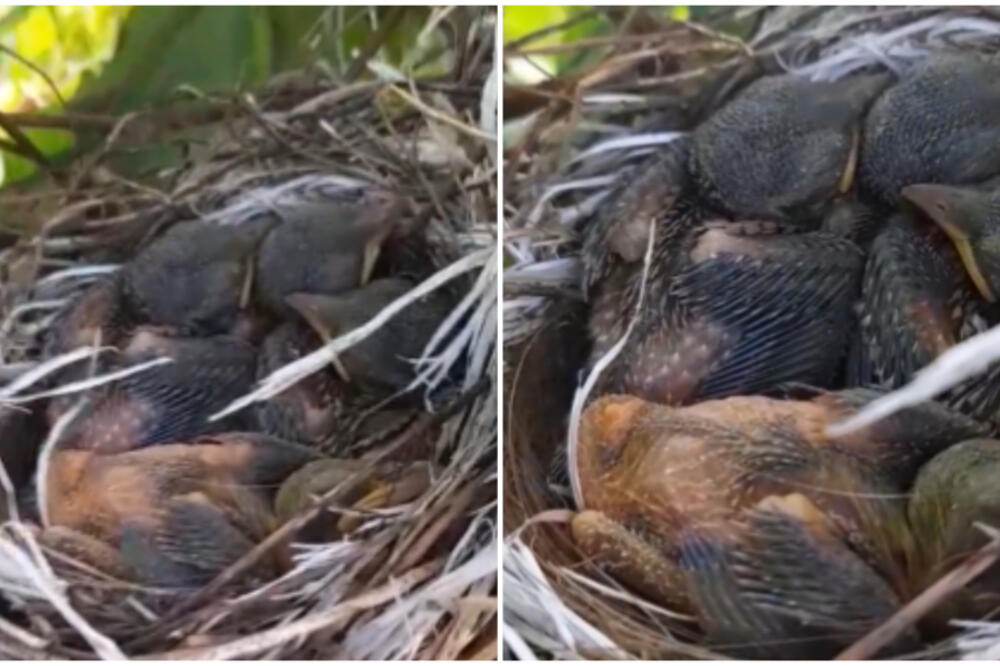 ČOVEK JE ODMAH PREKINUO BRANJE MALINA KAD JE VIDEO OVO: Snimak koji će vas TOTALNO raznežiti! (VIDEO)