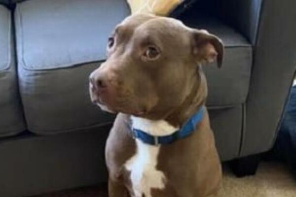 OSTAVILA PSA U SOBI NA SAMO 10 MUNUTA, PA DEBELO ZAŽALILA: Prizor koji je ZATEKLA ju je UŽASNUO (FOTO)