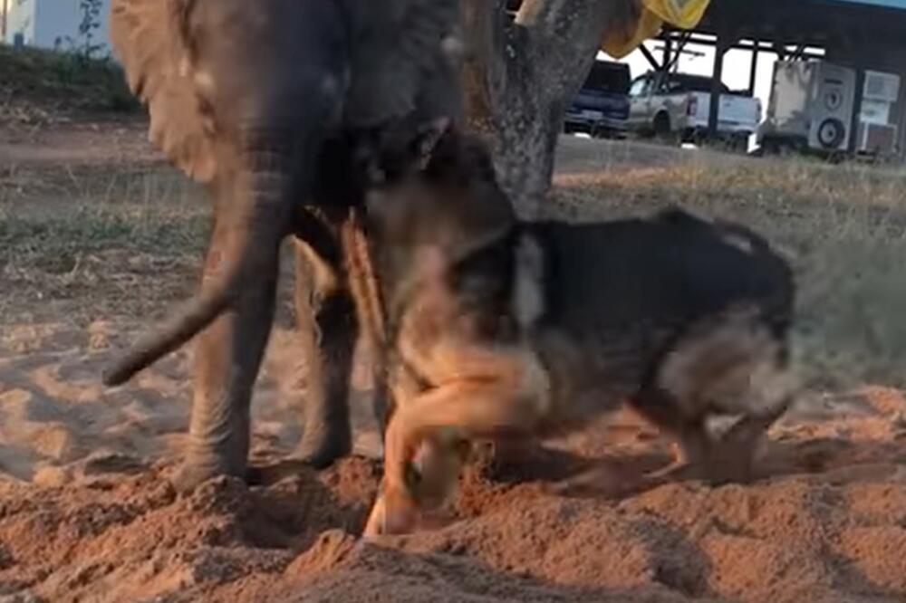 ŽIVOT PIŠE ROMANE: Ostavili slonića da umre, odjednom se pojavio nemački ovčar i uradio nešto neverovatno (VIDEO)