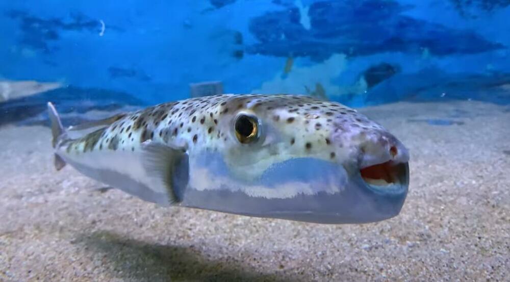 Srebrnopruga napuhača, Riba