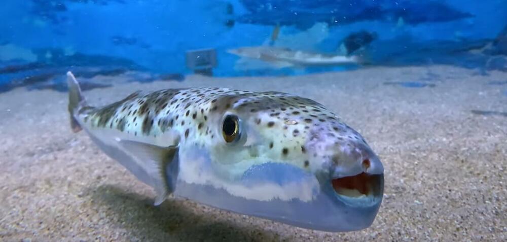 Srebrnopruga napuhača, Riba